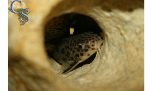 Synodontis petricola